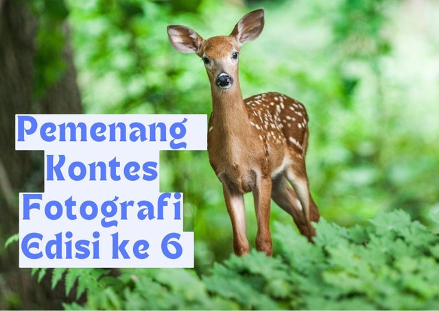 Pemenang Kontes Fotografi Edisi ke 6.jpg