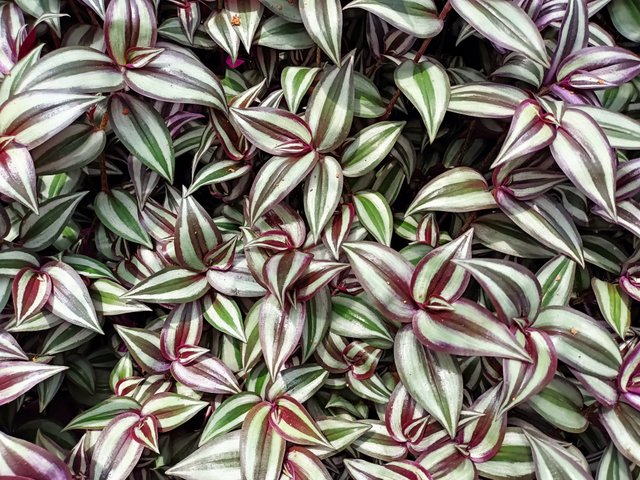 5b tradescantia Zebrina.jpg