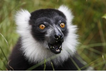 black-and-white-lemur-1a-738.jpg