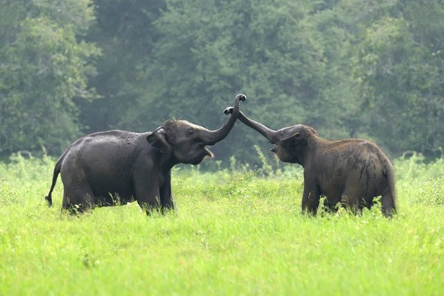 elephants-national-park-sri-lanka_167946-149.jpg