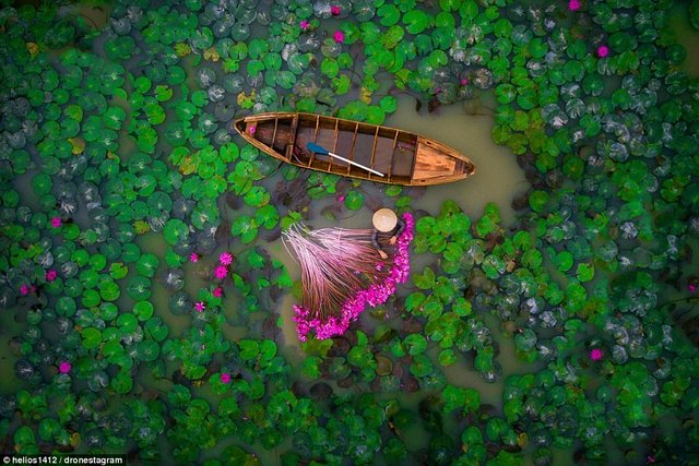 47AED17700000578-5226729-The_best_of_2017_s_drone_images_A_woman_harvests_water_lilies_in-a-241_1514841065174.jpg