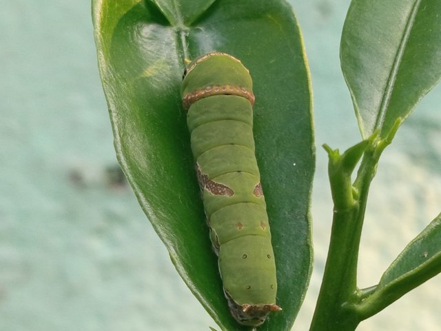 পোকা (4).jpg