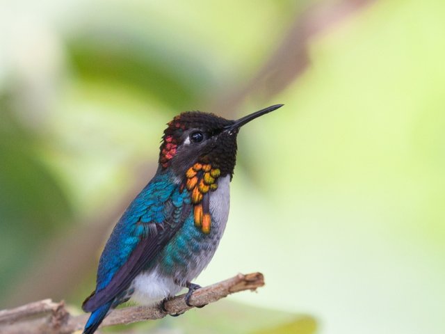 Bee Hummingbird 03.jpg