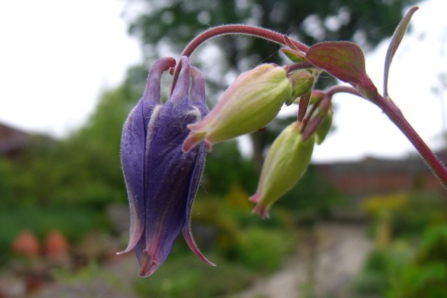 Aquilegia_vulgaris.jpg