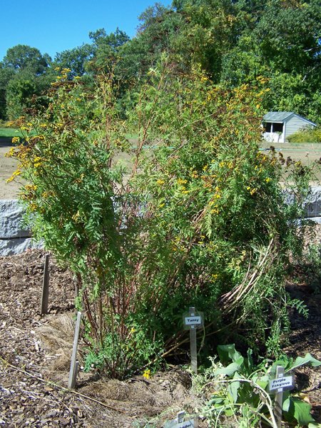 New Herb - Row 2, tansy tamed1 crop September 2019.jpg