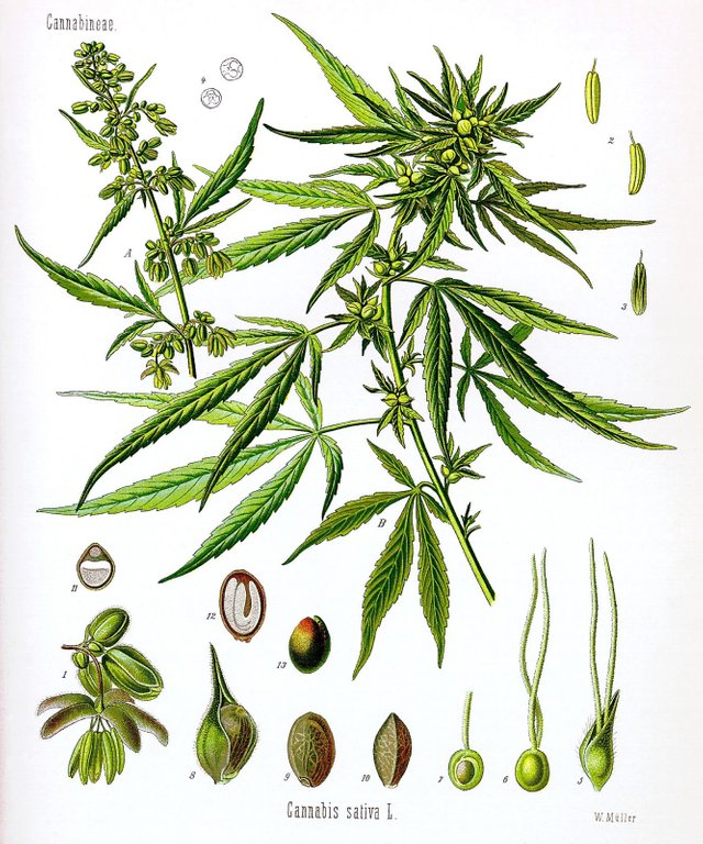 Cannabis_drawing.jpg