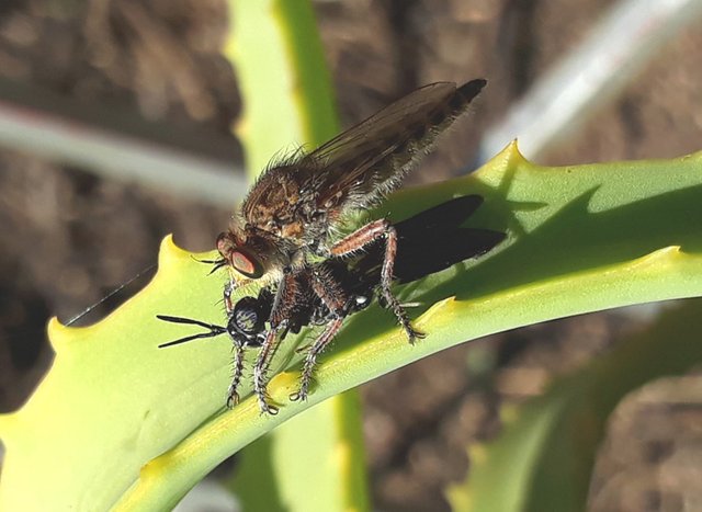 robber fly.jpg