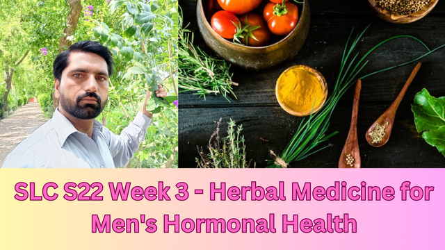 SLC S22 Week 3 - Herbal Medicine for Men's Hormonal Health_20250102_080804_0000.png