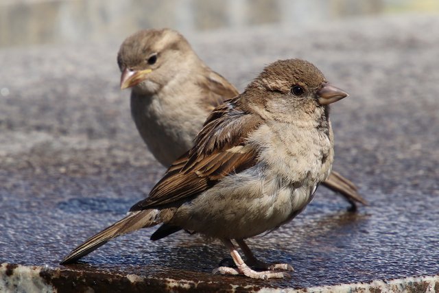 sparrows-3422216.jpg