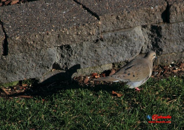 Mourning Dove PFW21-0108.JPG