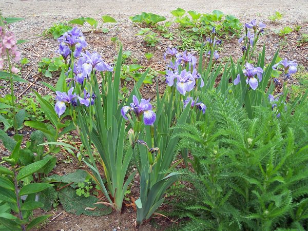 2nd Section - lily, verbascum, blue flag iris, yarrow crop May 2015.jpg