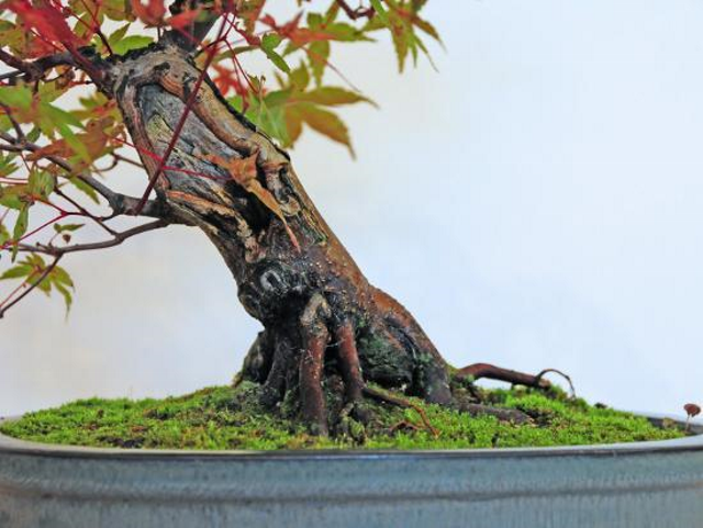 acer-palmatum-japanese-maple-bonsai-tree-trunk.jpg