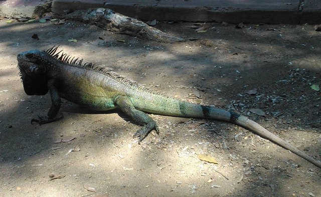 iguana.jpg