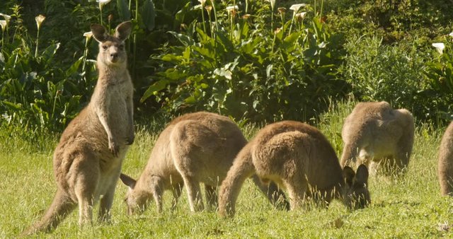 kangaroo-species.jpg
