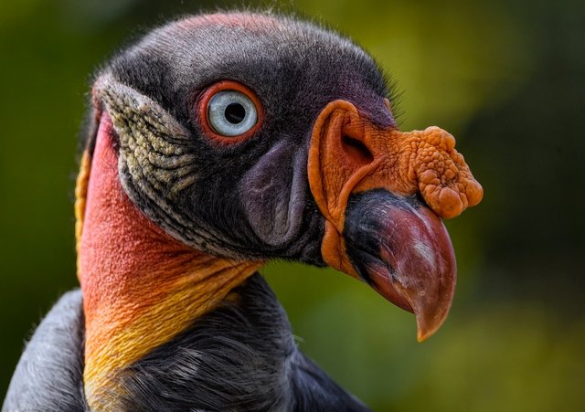 king-vulture-8350517_1280.png