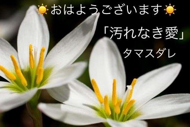 タマスダレの花言葉 Steemit