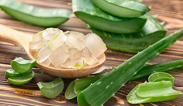 aloe-vera-va-nhung-cong-dung-tuyet-voi-cho-lan-da-cua-ban-202103311434379152.jpg