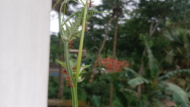 IMG_20250611_191247_064.jpg