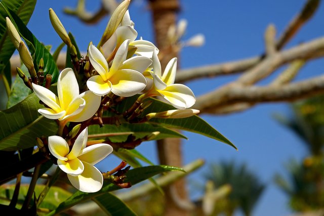 Foll - Egyptian flowers with a beautiful intense fragrance — Steemit