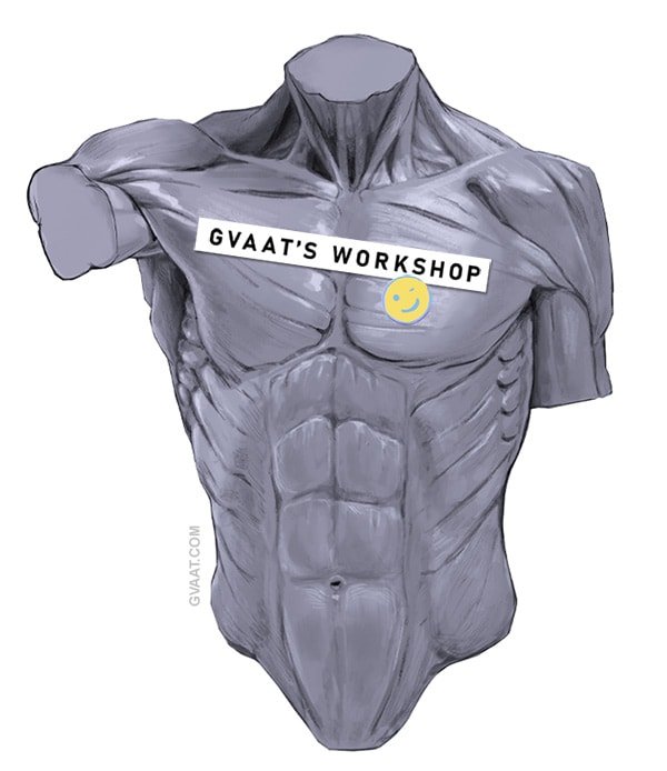 How-to-draw-the-human-torso.jpg