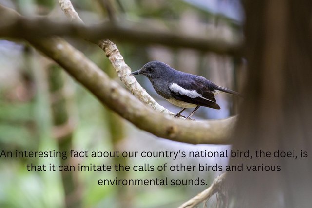 An interesting fact about our country's national bird, the doel, is that it can imitate the calls of other birds and various environmental sounds..jpg