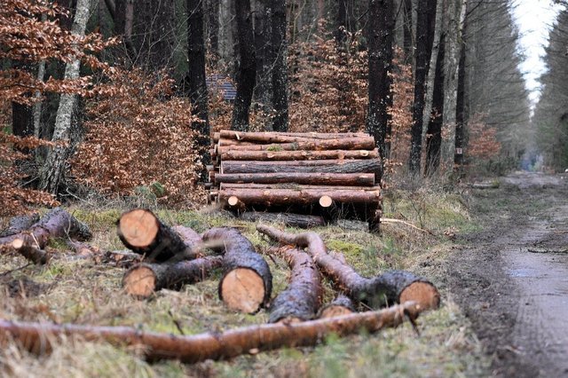 wood-7040793_1280.jpg