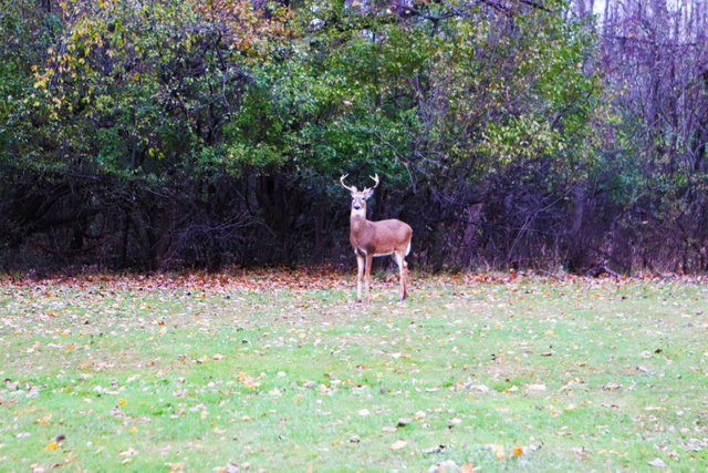 DeerClose.jpg