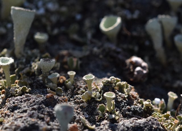 lichen macro pine polen 1.jpg