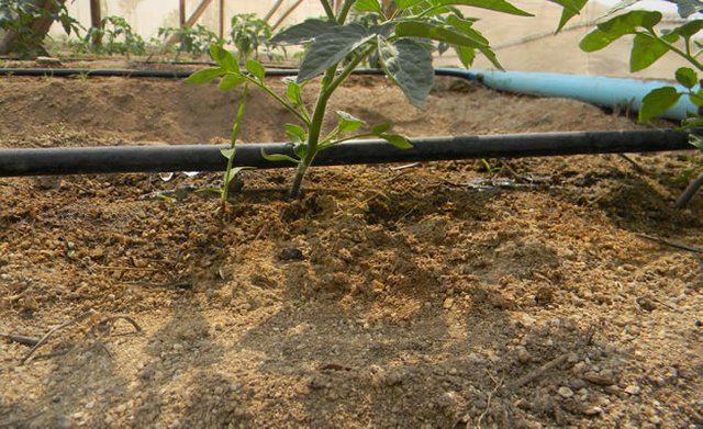 drip-irrigation-tomatoes.jpg