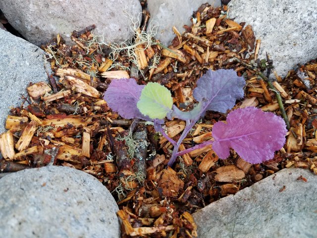 perennial-collards.jpg