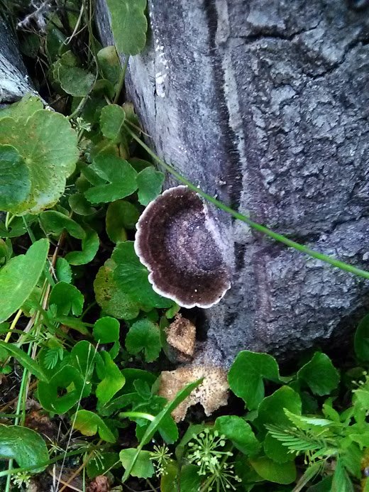 mushroom3.jpg