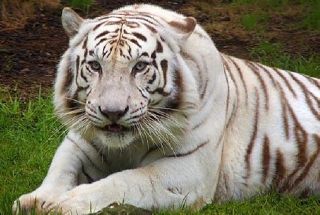 harimau-putih-_120629140201-968.jpg