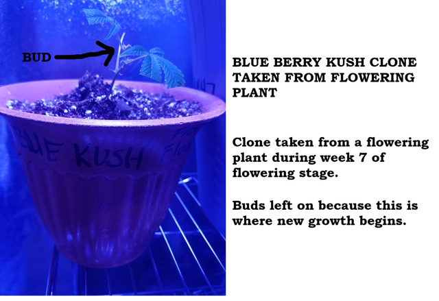 blue kush bud.png