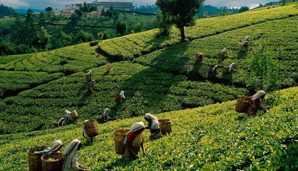 tea-estate.jpg