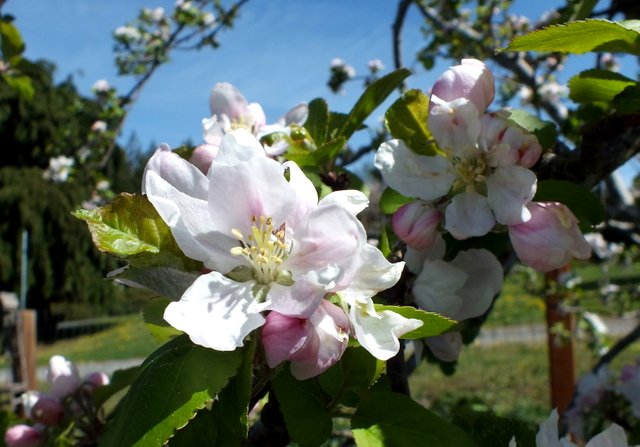 x892-AppleBlossoms.JPG