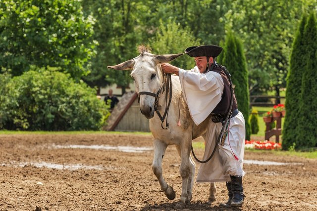 donkey-657593_1280.jpg