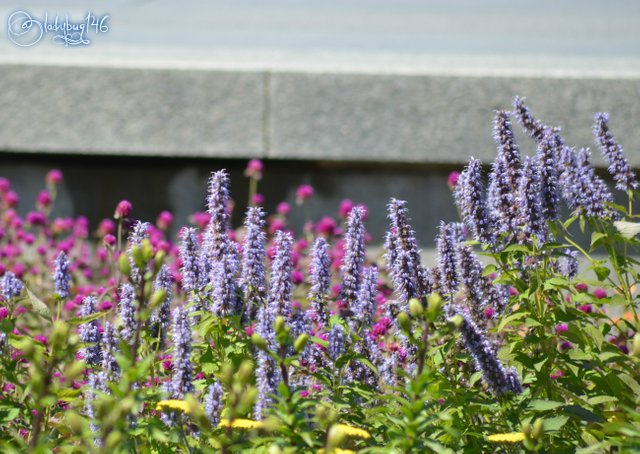 u of a botanic garden 4.jpg