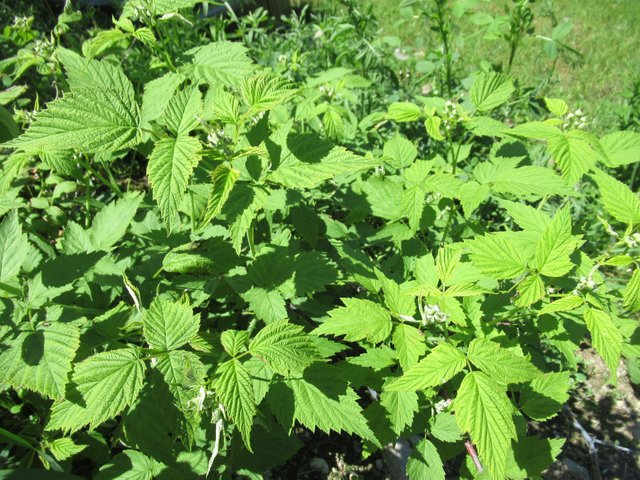 blackraspberry.jpg