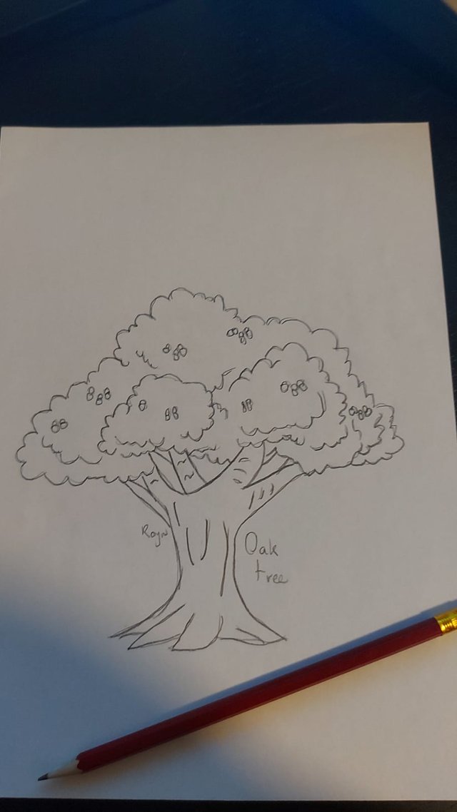 Oak tree.jpeg