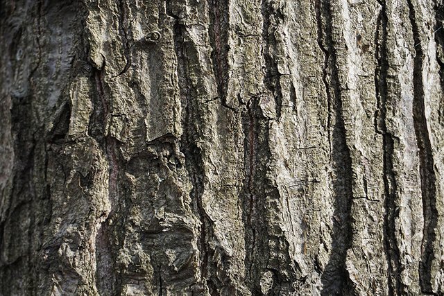 Bark of a Tree I s.jpg