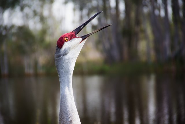 SandhillCrane_3.jpg