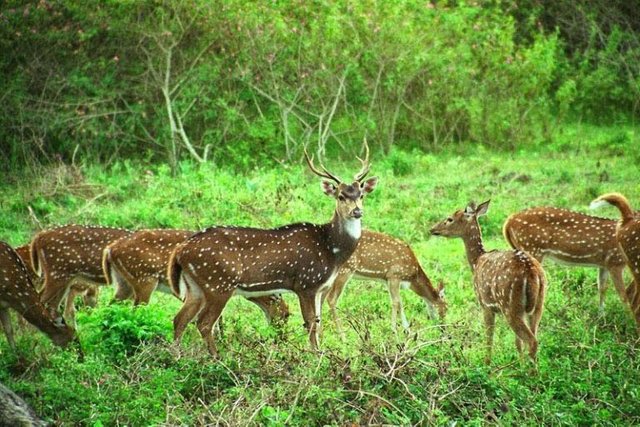 img-8-mudumalai-national-park-768x512.jpg