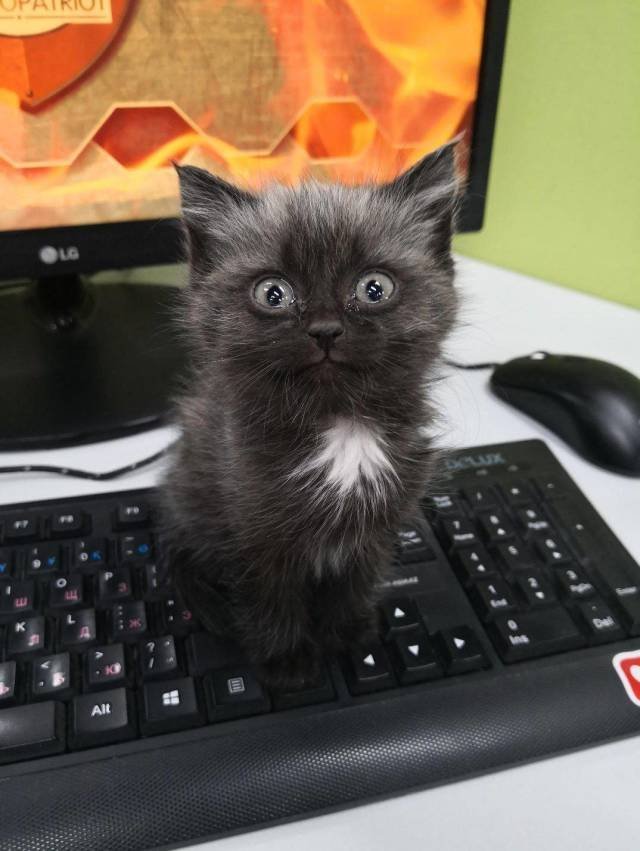 bcu-cat-keyboard.jpg