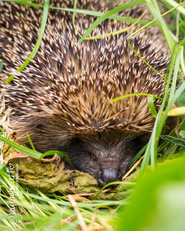 hedgehog-nose.jpg