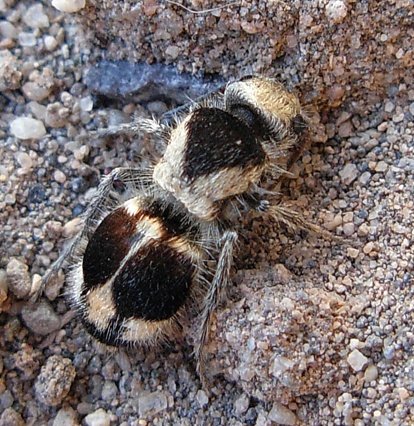 panda-ant-2.jpg