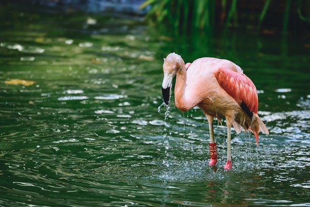 flamingo-8348527_1280.jpg