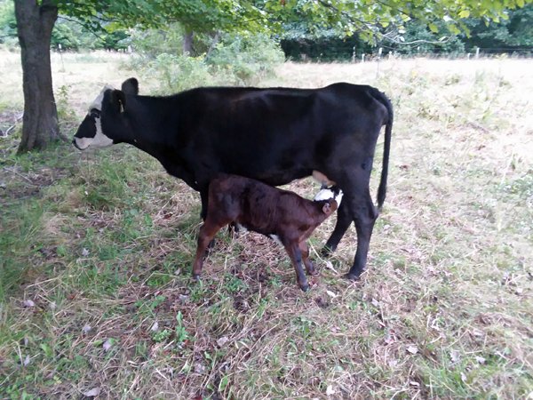 Cows - Momma and calf nursing crop Sept. 2018.jpg