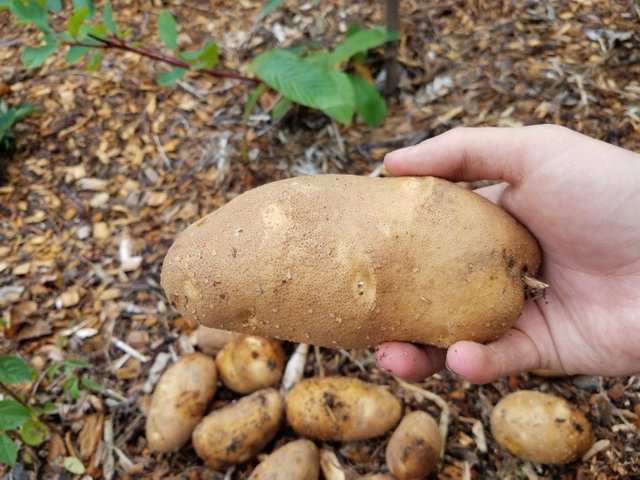 russet-potato-grown-in-low-water-garden.jpg