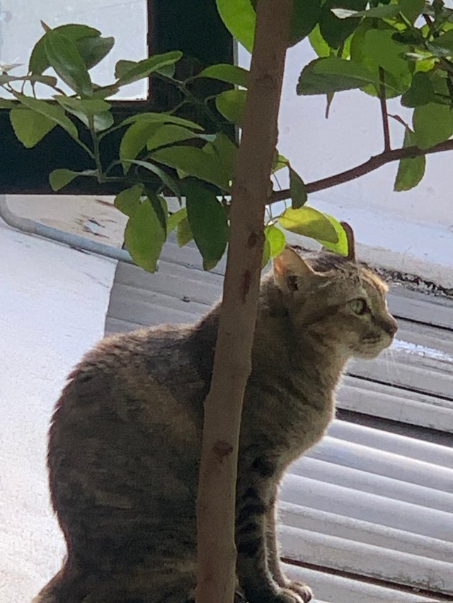 orange cat1.jpg