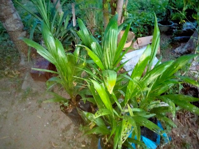 IMG20250803061510.jpg